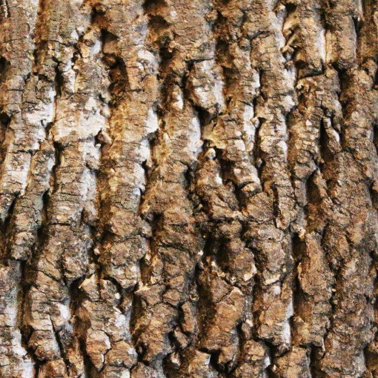 Poplar Bark